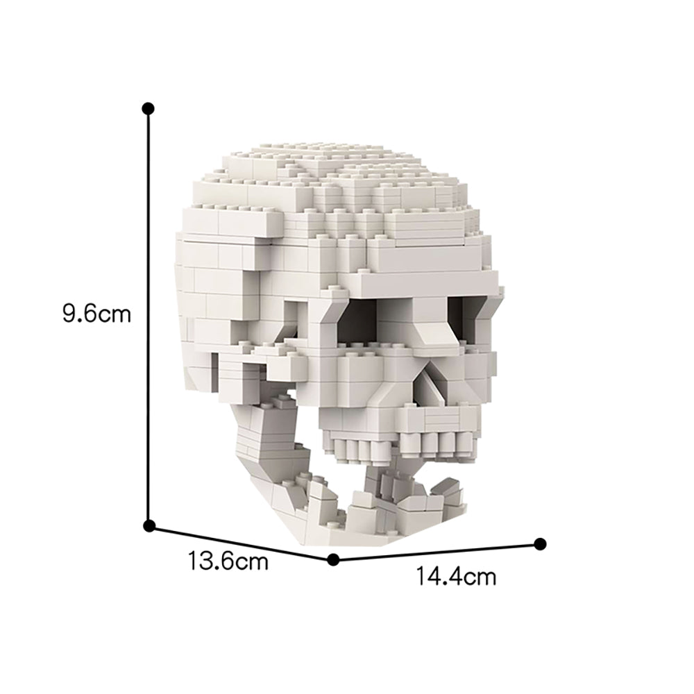 MOC-41161 Human Skull with brain